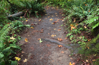 One of many tree roots crossing the width of the natural surface trail